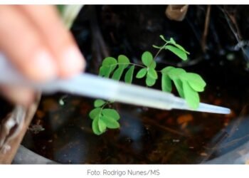 Combate ao Aedes aegypit: Ministério da Saúde alerta para diagnóstico precoce