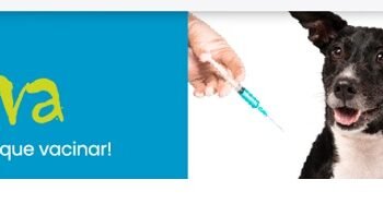 Minas Gerais deu início à campanha anual de vacinação antirrábica nessa segunda-feira (1º/7)