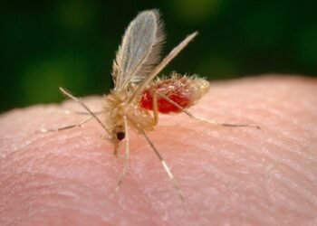 Semana Nacional de Controle e Combate à Leishmaniose visa ampliar conscientização da população sobre a doença