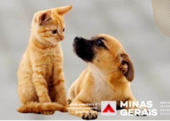 Semad lança diagnóstico das políticas públicas de Manejo Populacional de Cães, Gatos e Equinos em MG