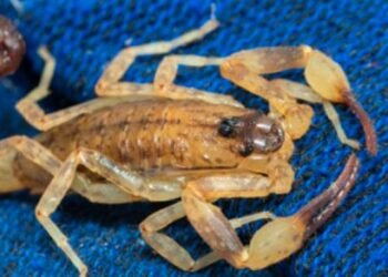 O calor e o período chuvoso aumentam ocorrências com animais peçonhentos