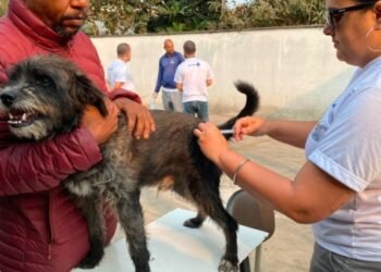 Minas Gerais dá início à campanha de vacinação contra a raiva em cães e gatos
