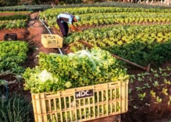 Divulgada classificação dos municípios habilitados no Programa de Aquisição de Alimentos