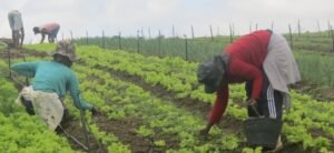 agricultura familiar