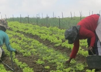 agricultura familiar