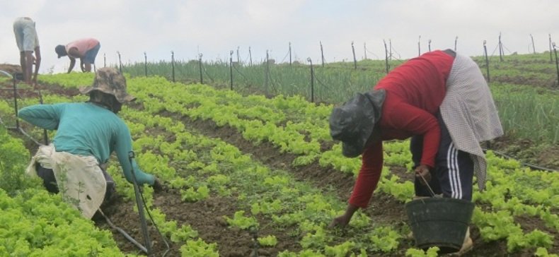 agricultura familiar