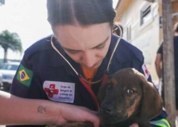 Sancionada lei que cria política de manejo de animais em desastres; norma cria obrigações para os municípios sem indicar fontes de financiamento