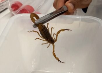 Funed lança projeto para prevenir acidentes com escorpiões entre crianças